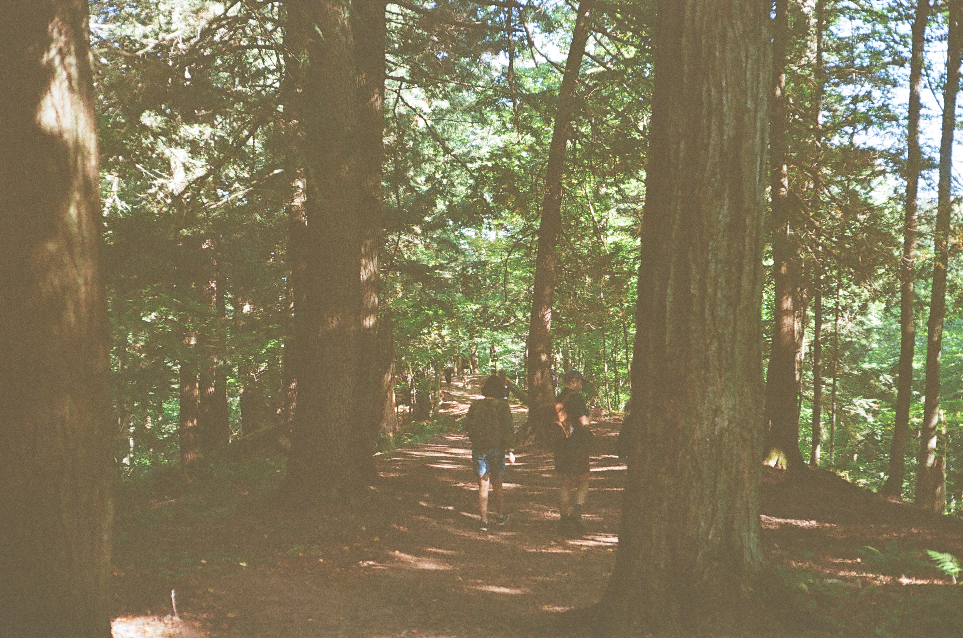 Porcupine Mountains State Park, Ontonagon MI - Pine Trail